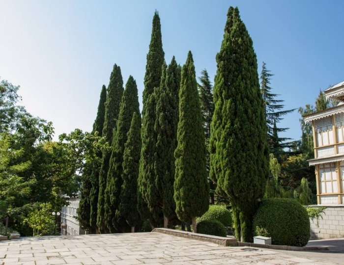 Санаторий «Гурзуфский» Гурзуф